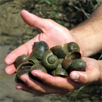 escargot aquatique exotique