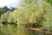 Habitats Saulaie à saule blanc Habitats Saulaie à saule blanc sur Vioreau